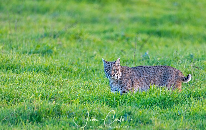 This is a photo of a bobcat at Point Reyes National Seashore.