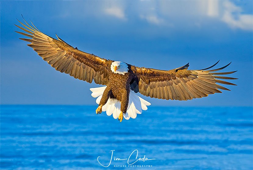 This is a photo of a bald eagle in Alaska.