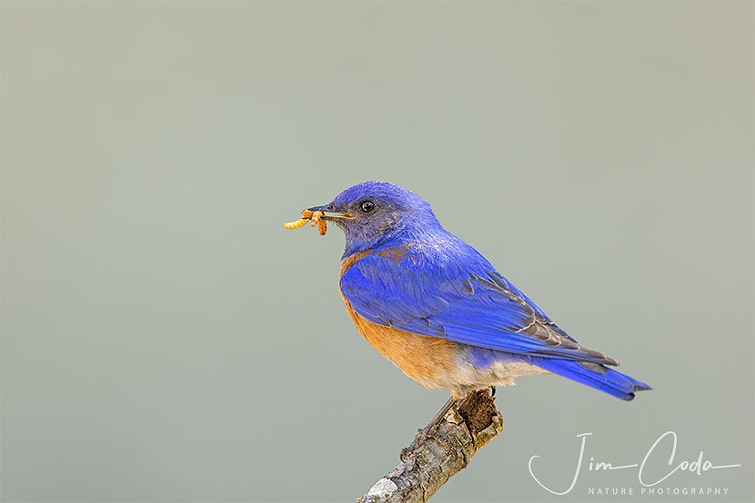 This is a photo of a male western bluebird bringing mealy worms to the nestlings.