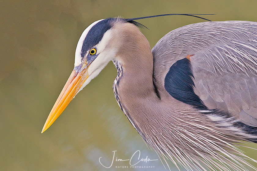 Great Blue Heron, San Francisco Bay - Jim Coda Nature Photography