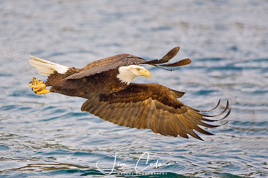 This is a photo of a bald eagle grabbing a fish from the water.