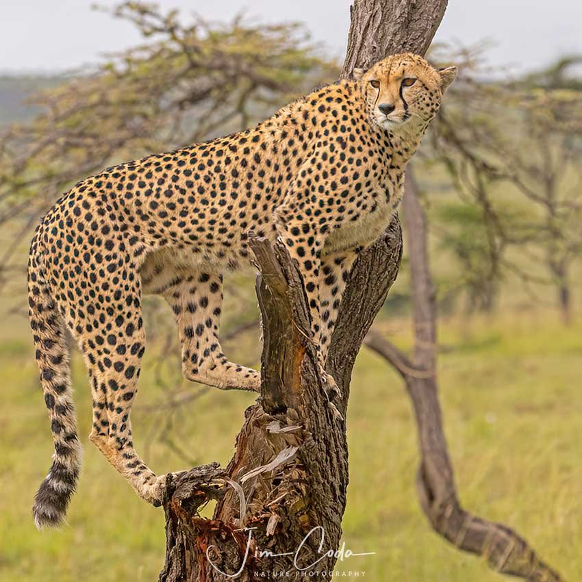 This is a photo of a mother cheetah that has climbed part way up a tree in Kenya.