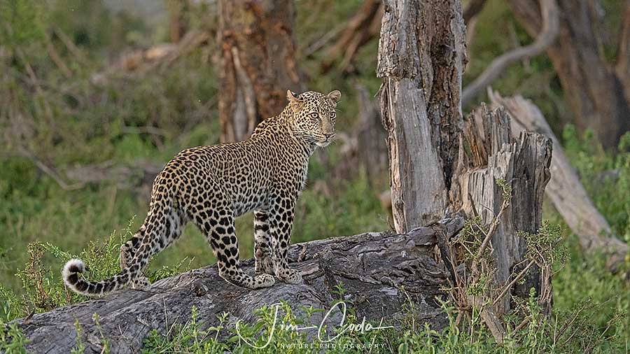 This is a photo of a leopard standing on a fallen tree in Kenya.