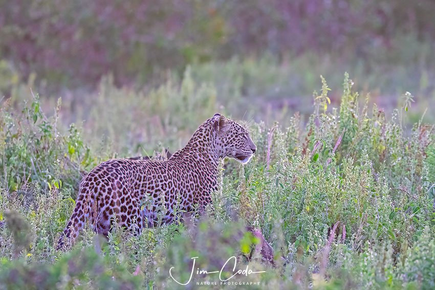 This is a photo of a leopard that stops in a flowery open area as the sun sets.