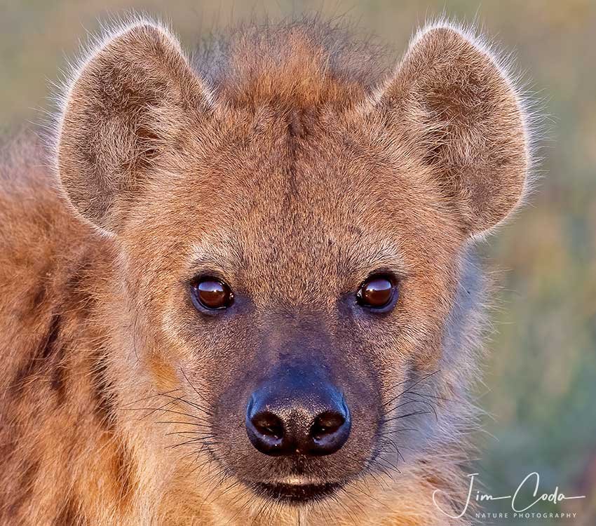 This is a close portrait photo of a spotted hyena in Kenya.