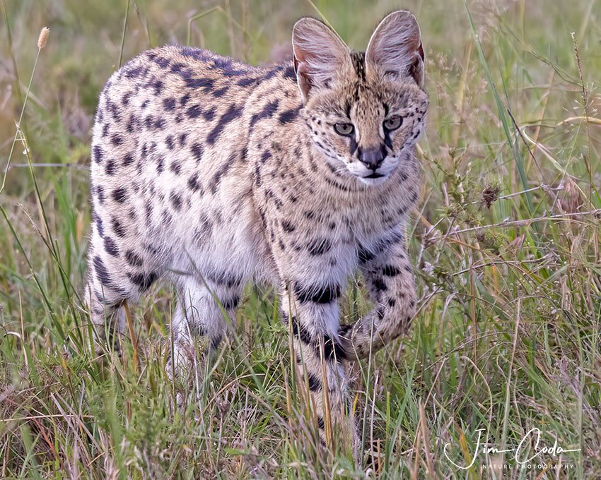 This is a photo of a serval.