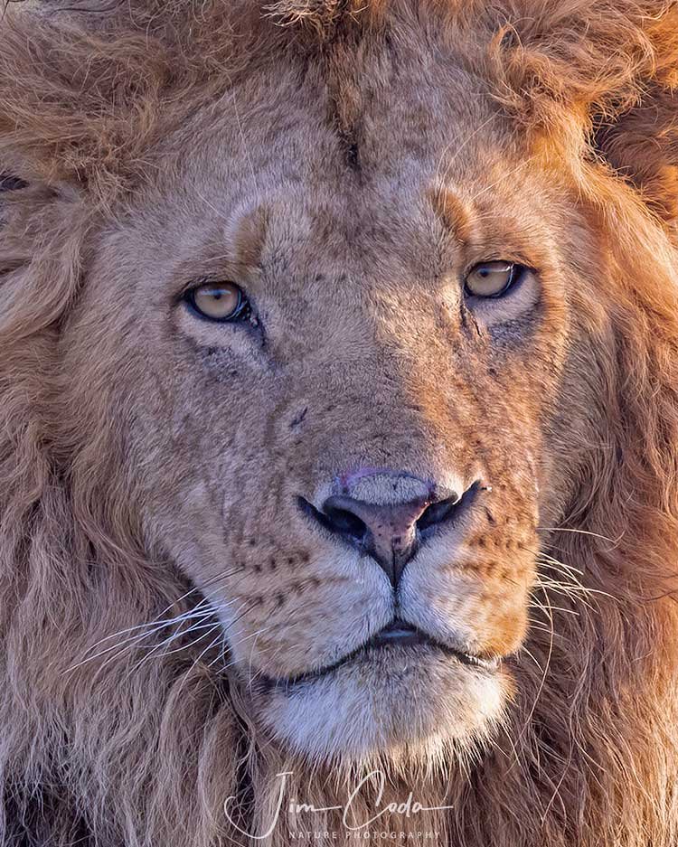 This is a portrait photo of a male lion in Kenya.
