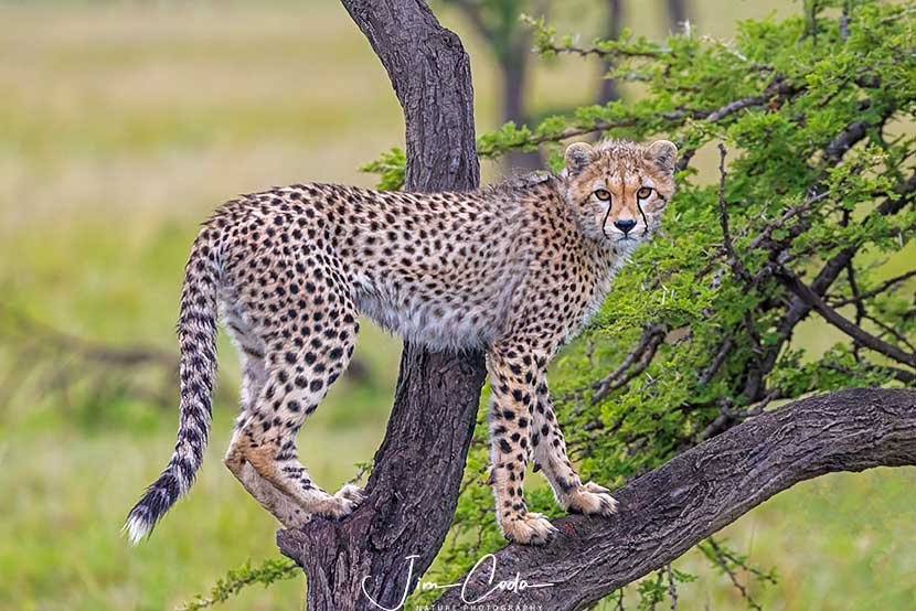 This is a photo of a cheetah cub standing on a tree's limbs.