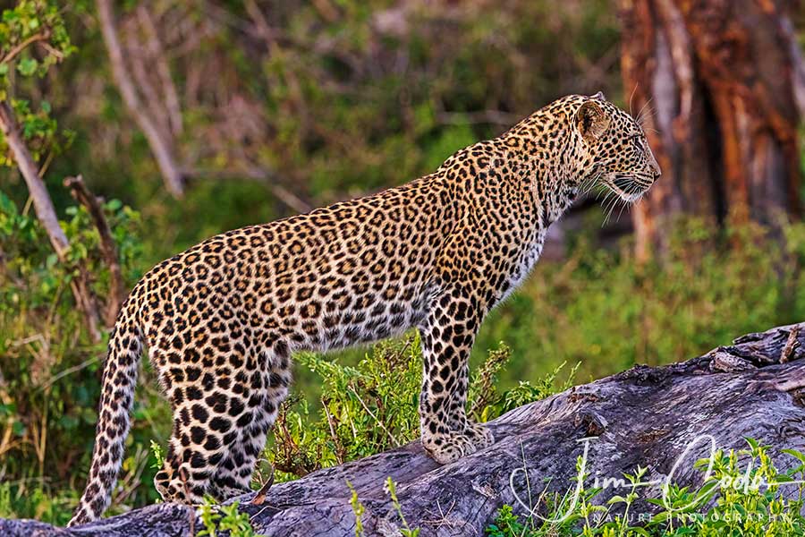 Leopard on Fallen Tree, Kenya - Jim Coda Nature Photography