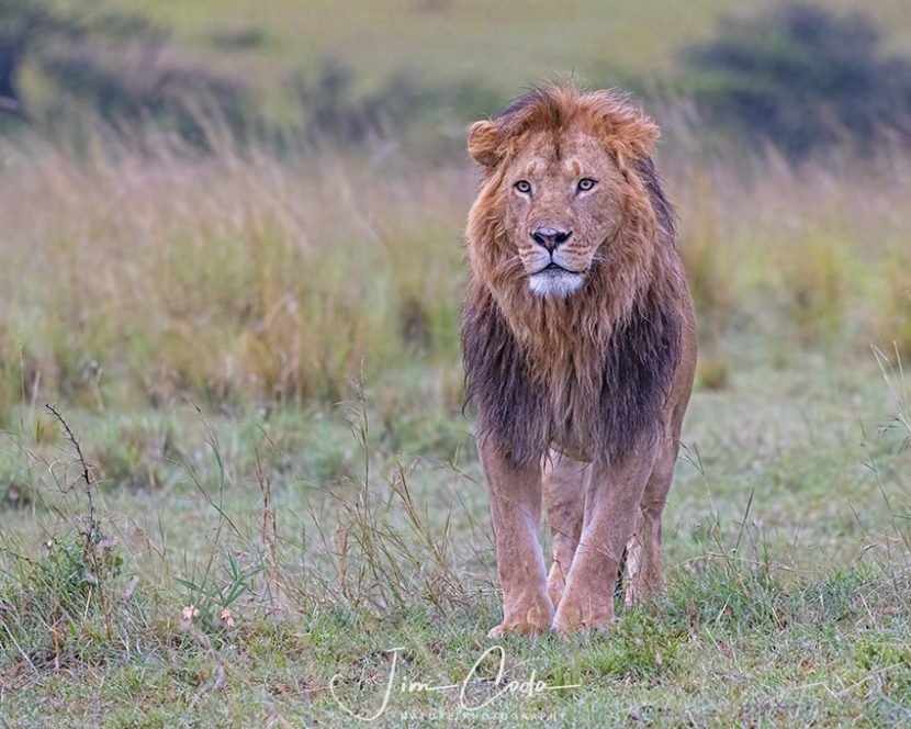 Adult Male Lion, Kenya