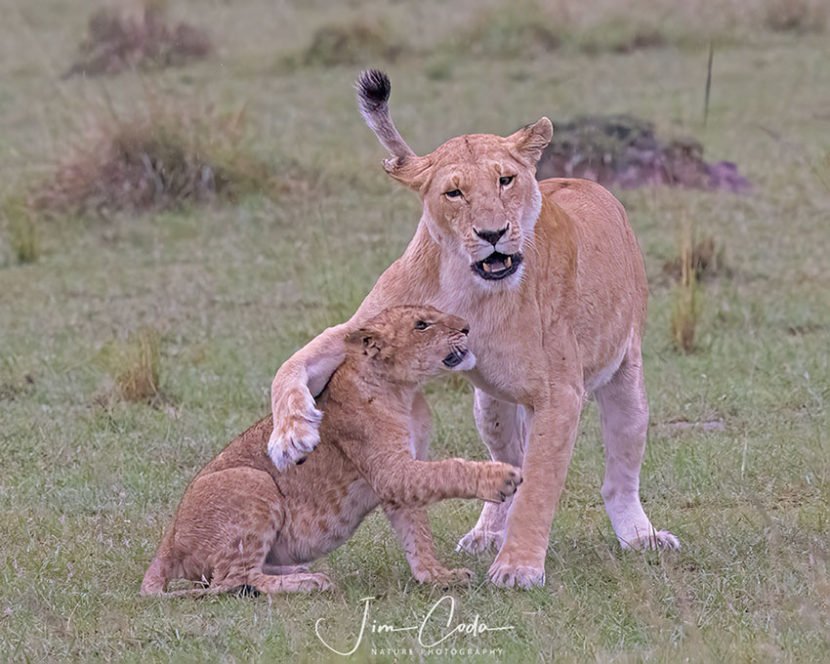 This is a photo of a lion cub play-fighting with an adult lion.