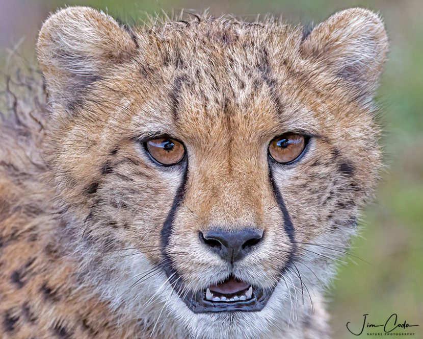 This is a portrait photo of a cheetah cub.