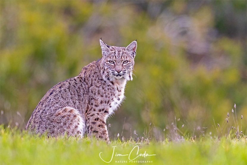 This is a photo of a bobcat staring at the camera.