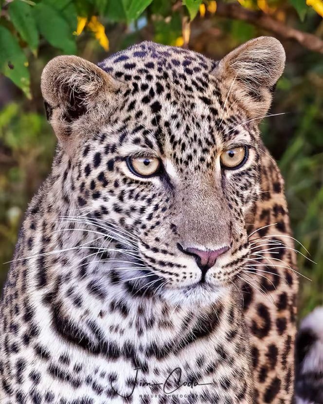 This is a portrait photo of a leopard.