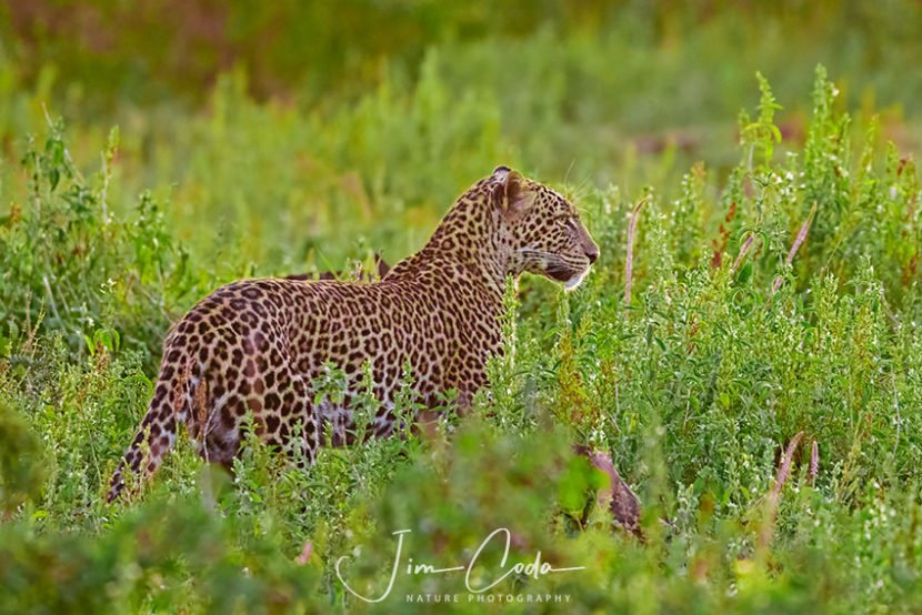 This is a photo of a leopard in an open area.