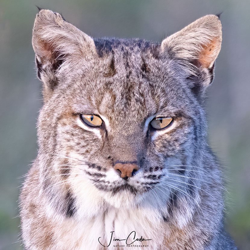 This is a close-up portrait photo of a bobcat, Point Reyes National-Seashore