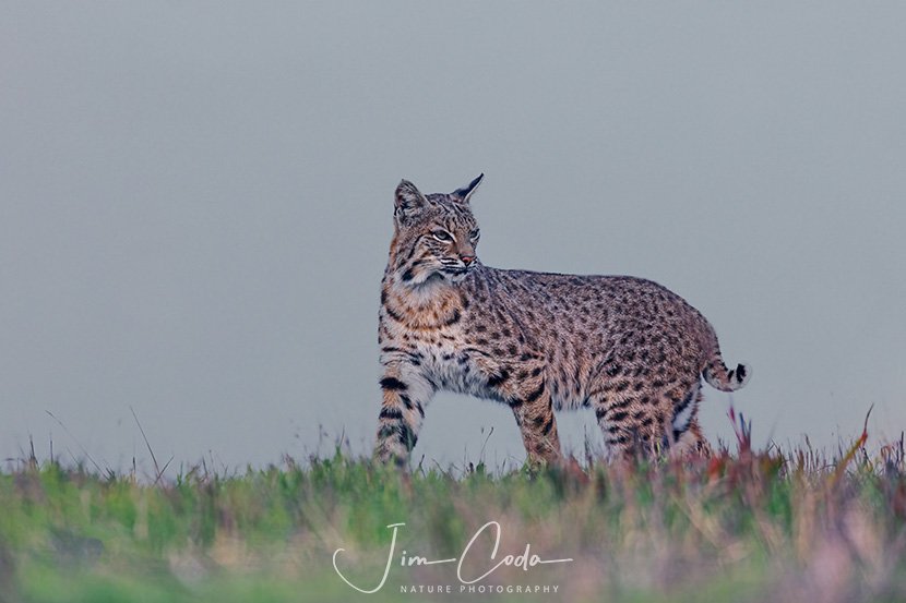 This is a photo of a bobcat on a ridge at Point Reyes National Seashore.