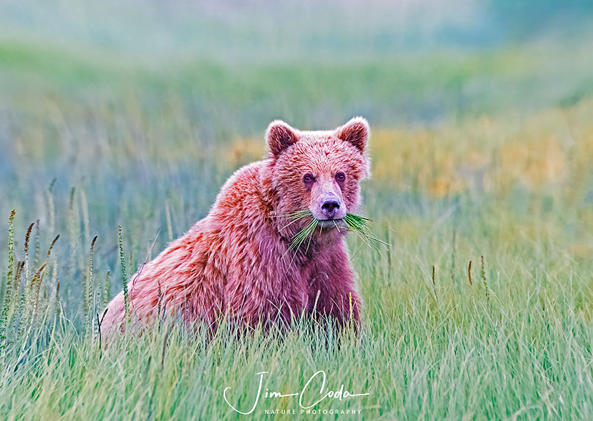 brown-bear-alaska-jim-coda-nature-photography