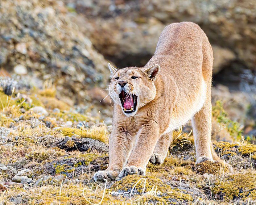 This is a photo of a puma yawning.