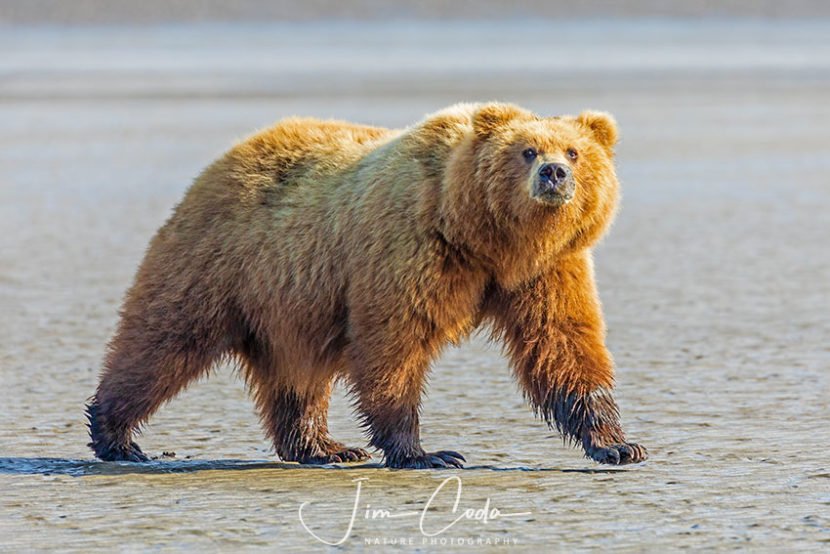 Here's a photo of a female brown bear out on the tidal flat hunting for clams.