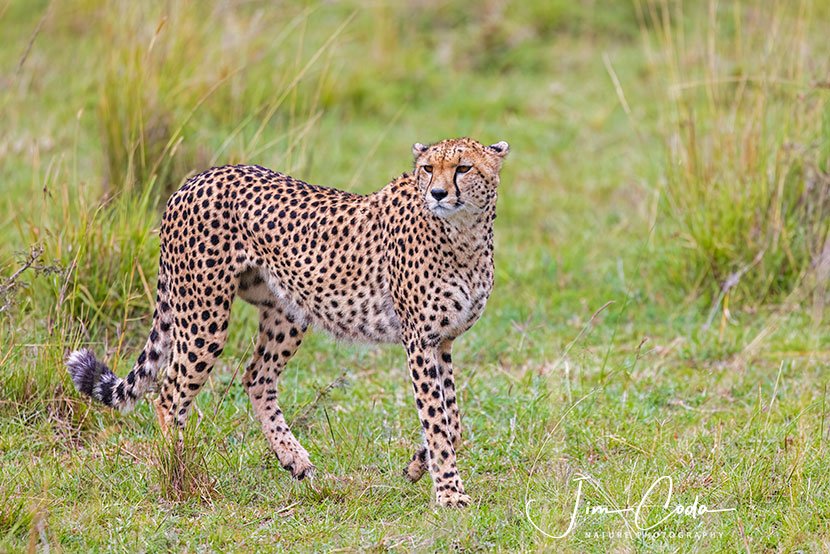 This is a photo of a mother cheetah starting off on a hunt.