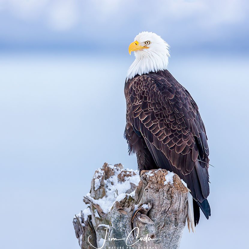 Photo of a mature bald eagle on a stump at Homer, Alaska.