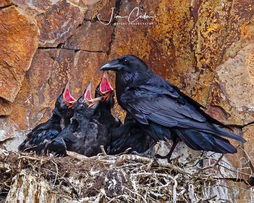 Photo of an adult raven at the nest with nestlings begging to be fed.