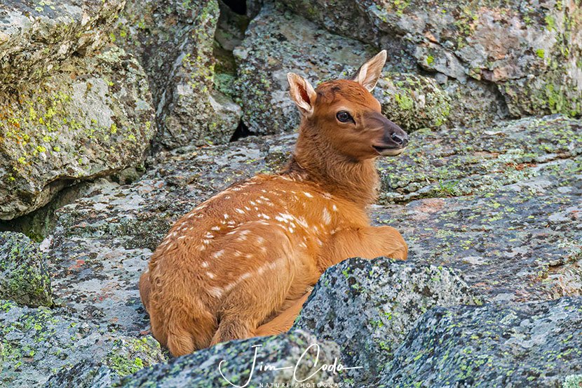 Photo of day-old elk calf resting on a rocky slope above the Madison River.
