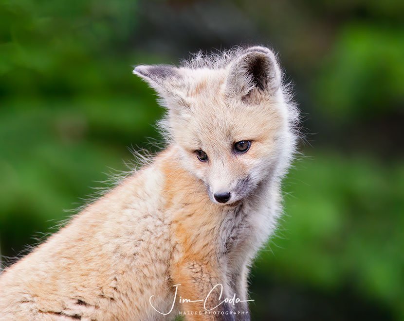 This is a photo of a red fox kit.
