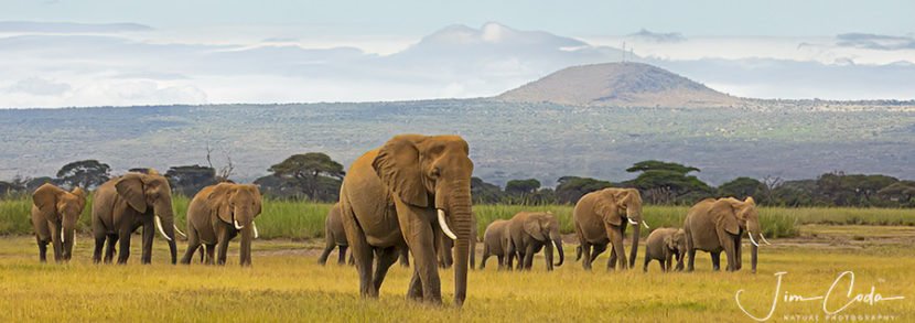 Photo of a line of about 11 elephants walks toward a marsh in Amboseli National Park.