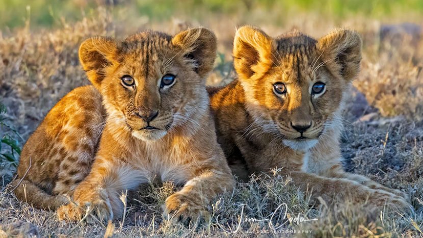 Photo of two young lion cubs staring straight at the camera.