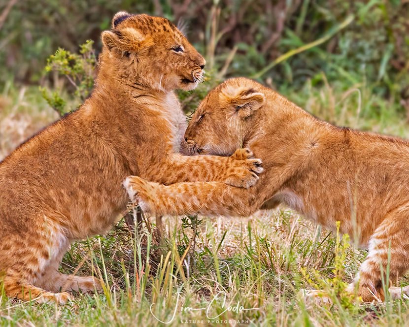 Photo of two lion cubs play-fighting.