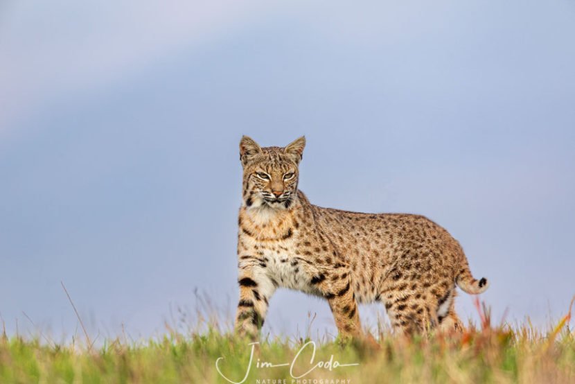This is a photo of a bobcat walking a ridgeline in Point Reyes National Seashore.