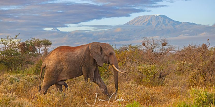Photo of an elephant walking with Mount Kilimanjaro in the background.