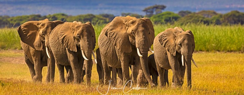 Photo of a group of elephants walking toward one of Amboseli's many wetlands.
