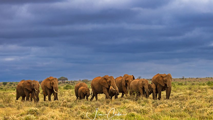 Photo of a family of elephants heading toward the marshes under stormy skies in Amboseli National Park..