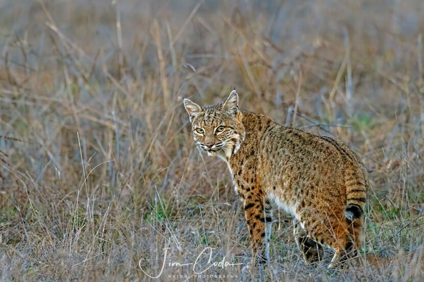 This is a photo of a bobcat as it slowly walked away from my vehicle and turned its head to look back at me. The sun had just set and lighting conditions were borderline.