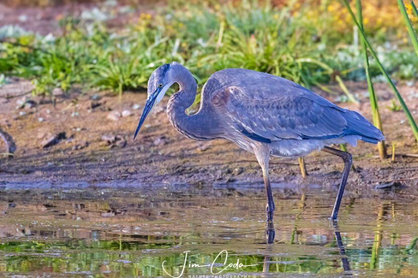 This is a photo of great blue heron hunting for minnows at Point Reyes National Seashore.