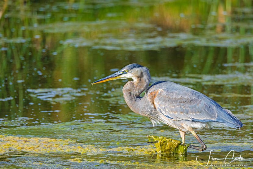 This is a photo of a great blue heron in Drakes Beach Lagoon wading through thick algae as it looks for minnows.