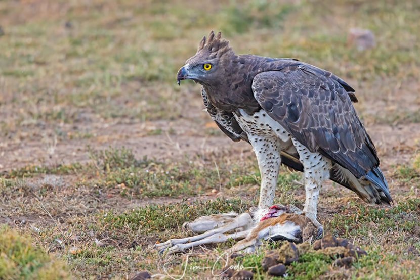 Photo of a martial eagle on a Thomson's Gazelle fawn.