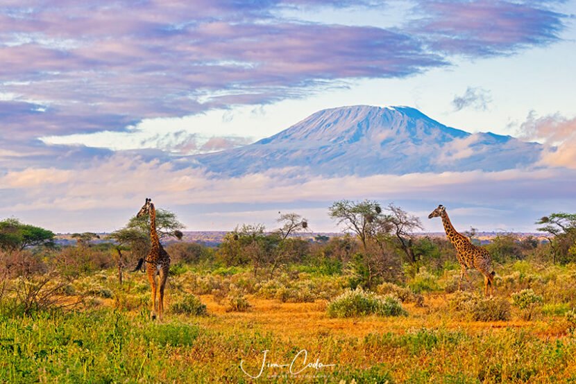 This is a photo of two giraffes with Mount Kilimanjaro in the background.