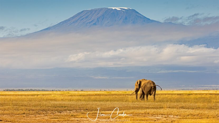 This is a photo of a bull elephant walking toward Mount Kilimanjaro.