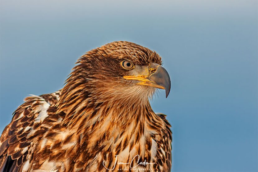 This is a portrait of an immature bald eagle.
