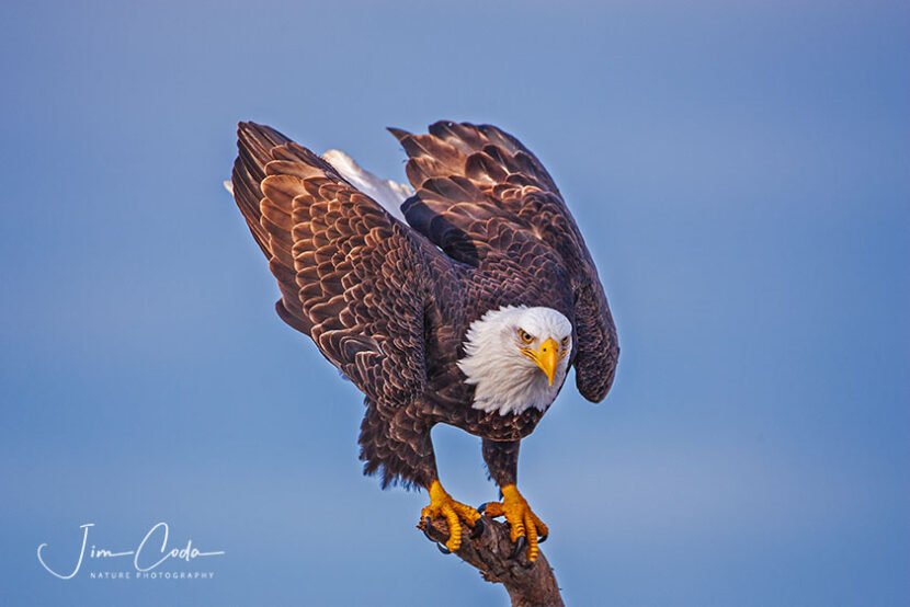 This is a photo of a bald eagle on a branch at Homer, Alaska.