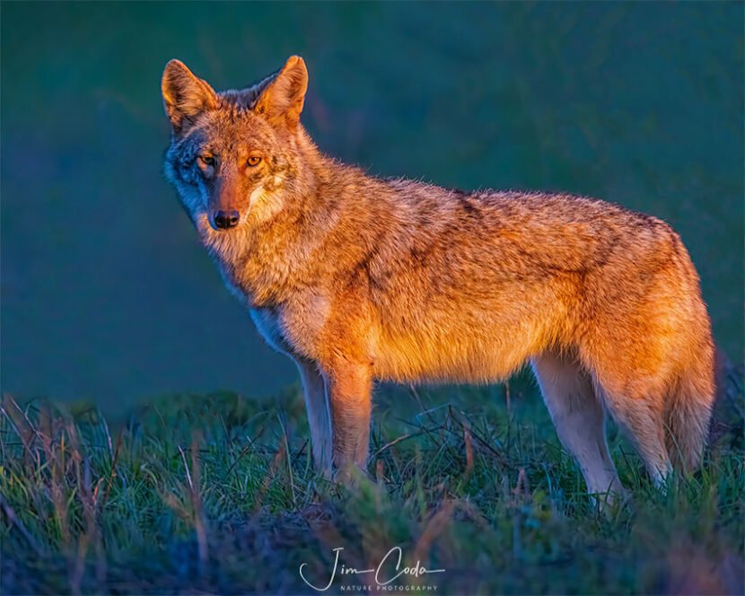 This is a photo of a coyote at Point Reyes National Seashore at sunset.