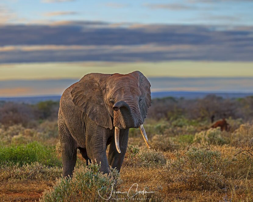 This is a photo of a bull elephant raising his trunk in greeting near Amboseli National Park, Kenya.