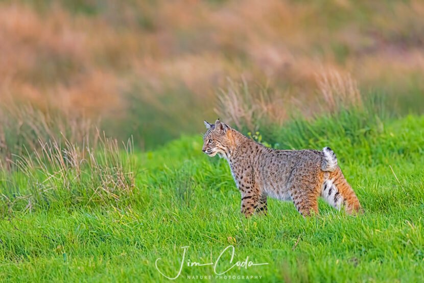 Photo of a male bobcat hunting for gophers.