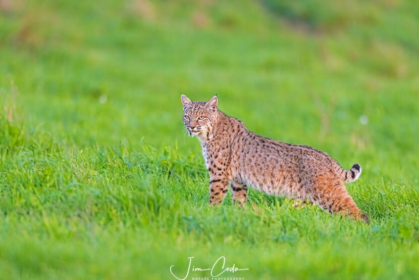 Photo of a bobcat looking past me.
