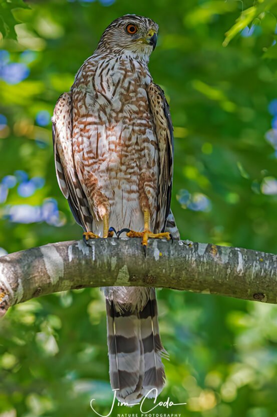 Photo of a Cooper's Hawk perched on a tree limb in my backyard.