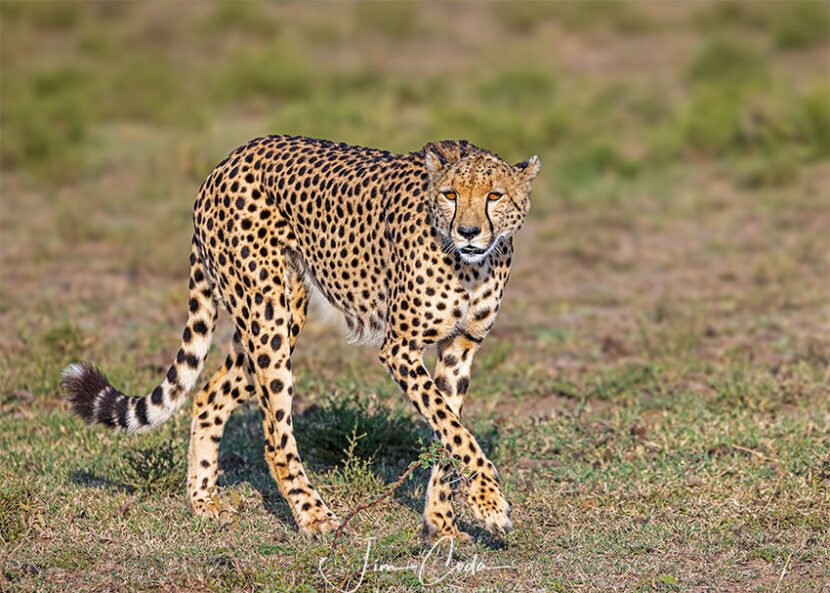 A mother cheetah begins a hunt.